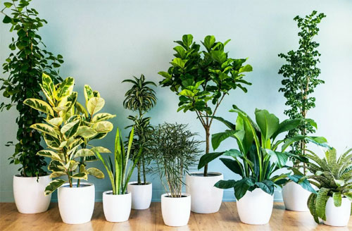 Влияние влажности на комнатные растения