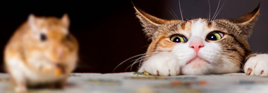 Как вывести мышей