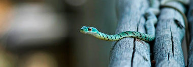 Как избавиться от змей